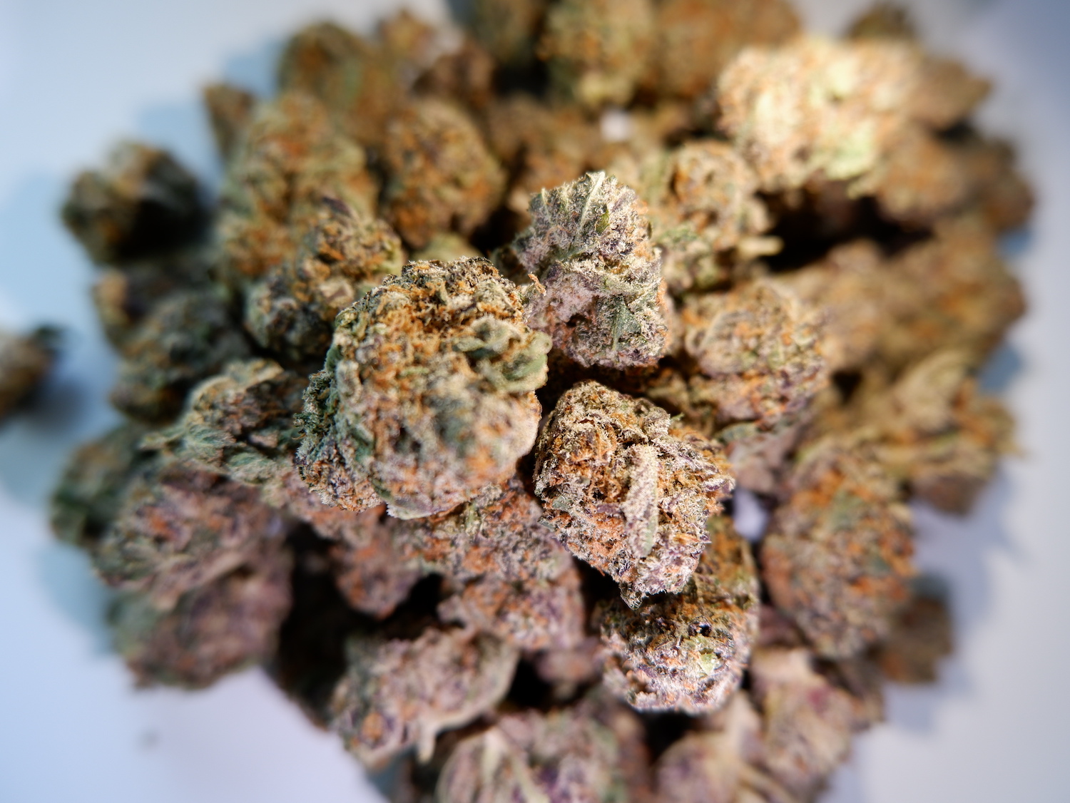Person holding cannabis flower